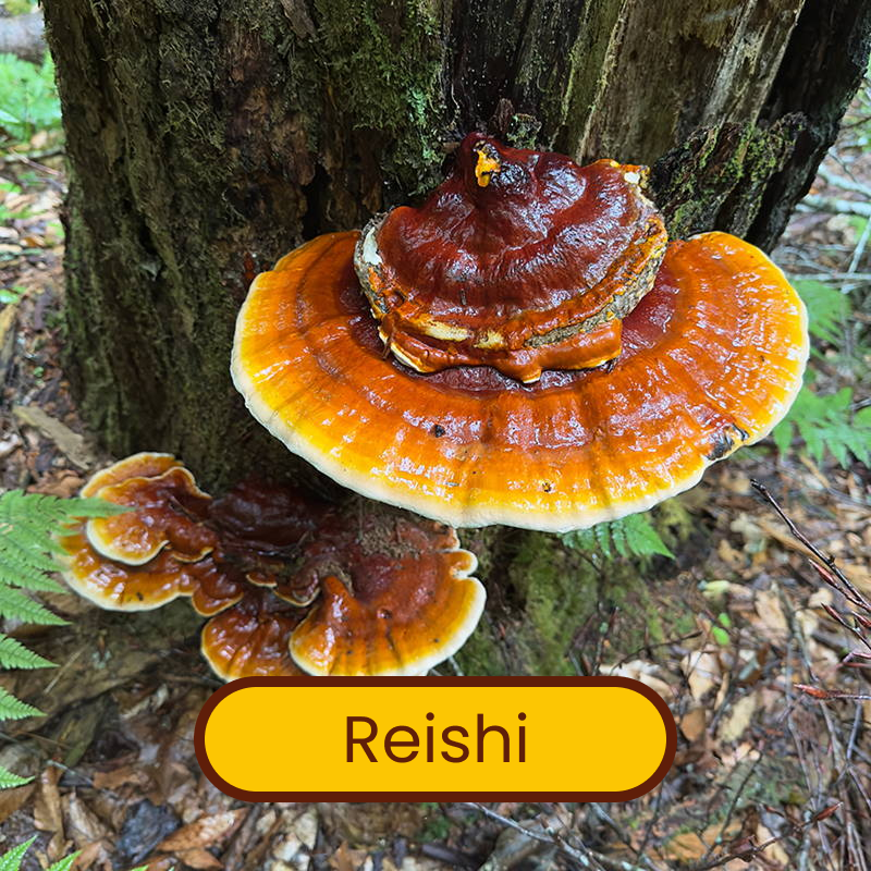 Mélange de 7 espèces de champignons