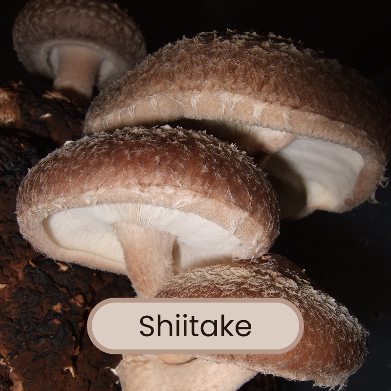 Mélange de 7 espèces de champignons